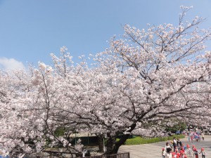 sakura