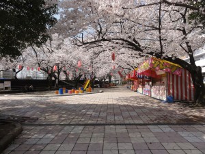 kurume_sakura01